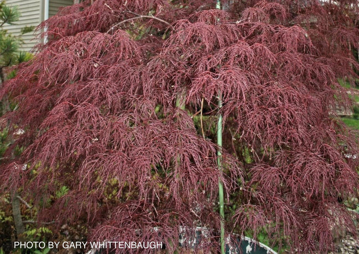 - Acer palmatum 'Beni kumo no su' Dwarf Japanese Maple - Mr Maple │ Buy Japanese Maple Trees