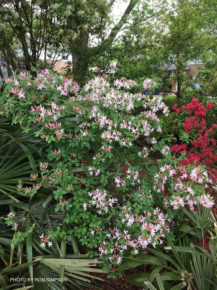 - Azalea 'Marydel’ Pink Native Azalea - Mr Maple │ Buy Japanese Maple Trees
