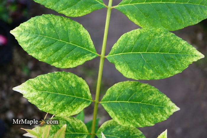 - Cedrela sinensis 'Flamingo' Pink Chinese Mahogany - Mr Maple │ Buy Japanese Maple Trees