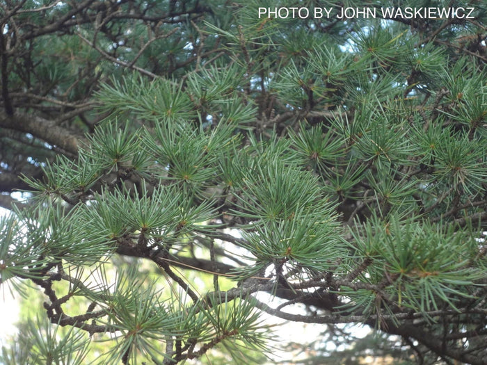 - Cedrus libani ssp. stenocoma Large Lebanon Cedar - Mr Maple │ Buy Japanese Maple Trees