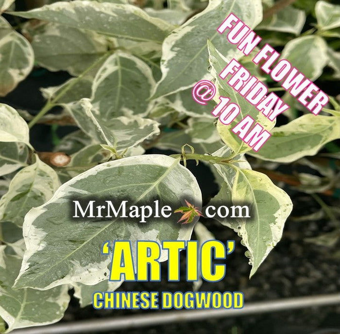 - Cornus kousa 'Arctic' White Variegated Chinese Dogwood - Mr Maple │ Buy Japanese Maple Trees