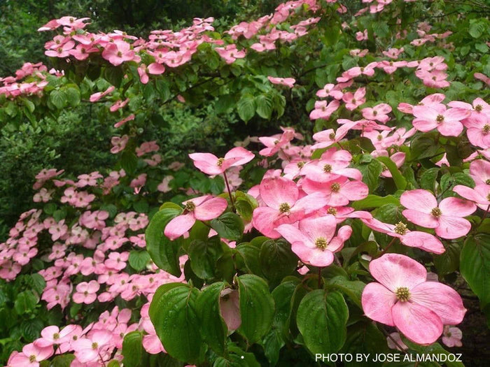 - Cornus kousa 'Satomi’ Pink Flowering Chinese Dogwood - Mr Maple │ Buy Japanese Maple Trees