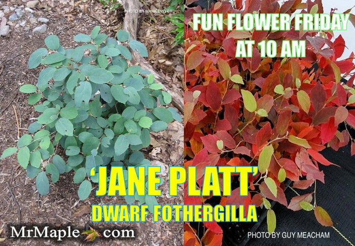 - Fothergilla xintermedia 'Jane Platt' Dwarf Fothergilla - Mr Maple │ Buy Japanese Maple Trees