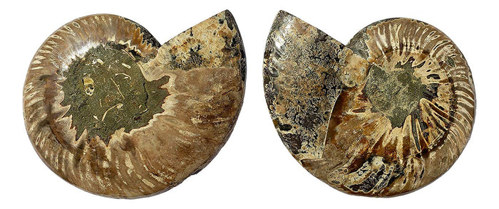 Genuine Ammonite Fossil Pair - Split and Polished - from Madagascar (3) - dinosaursrocksuperstore