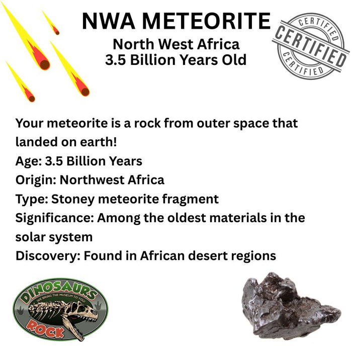 Genuine Meteorite, Over 1 Billion Years Old - Give a Gift That’s Truly Out of This World