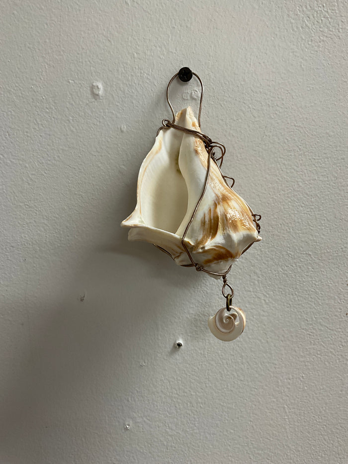 Brown/white swirl shell