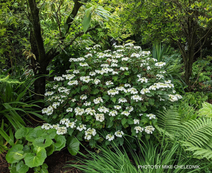 - Hydrangea macrophylla ‘Dancing Snow’ Wedding Gown™ Hydrangea - Mr Maple │ Buy Japanese Maple Trees