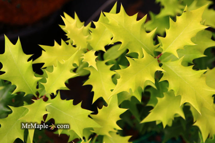 - Osmanthus heterophyllus 'Ogon' Yellow Fragrant Tea Olive - Mr Maple │ Buy Japanese Maple Trees