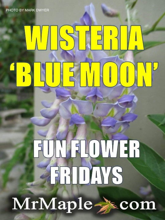 Wisteria macrostachya 'Blue Moon' Blue Kentucky Wisteria - Mr Maple │ Buy Japanese Maple Trees