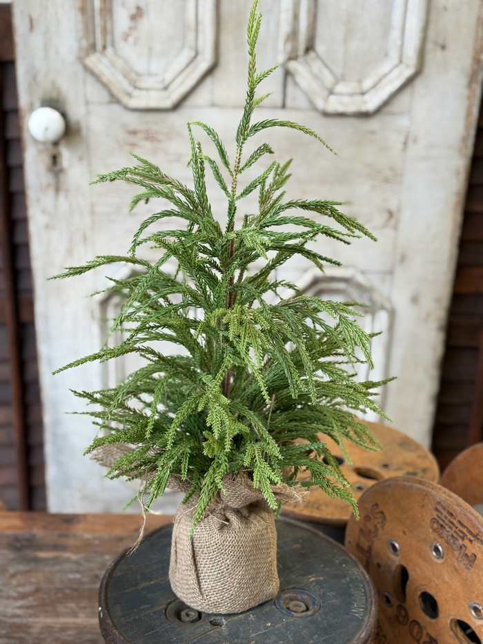 York Norfolk Pine Tree | 24"