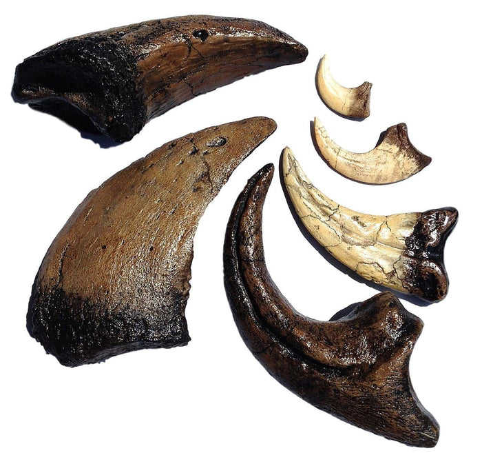 Dinosaur Claw Collection - 6 piece GIft Set - dinosaursrocksuperstore