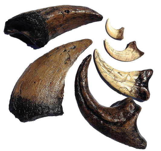Dinosaur Claw Collection - 6 piece GIft Set - dinosaursrocksuperstore