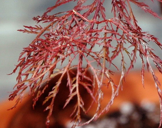 - Acer palmatum 'Beni kumo no su' Dwarf Japanese Maple - Mr Maple │ Buy Japanese Maple Trees
