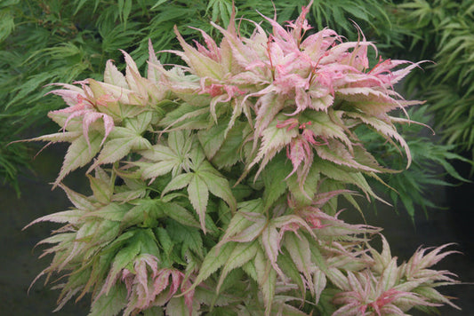 - Acer palmatum 'Japanese Princess' Dwarf Japanese Maple - Mr Maple │ Buy Japanese Maple Trees