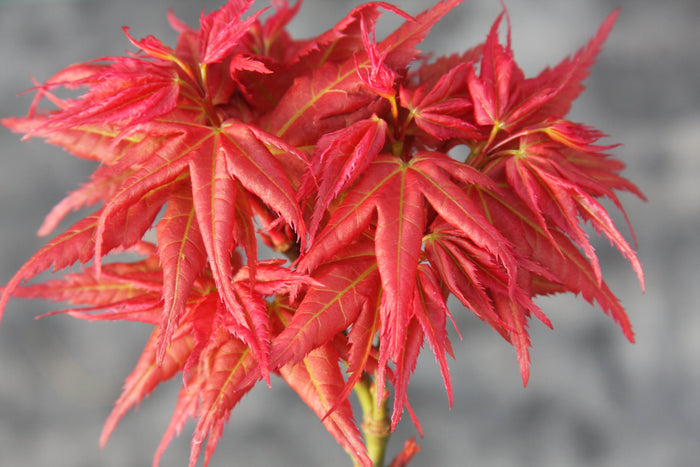 - Acer palmatum 'Japanese Princess' Dwarf Japanese Maple - Mr Maple │ Buy Japanese Maple Trees