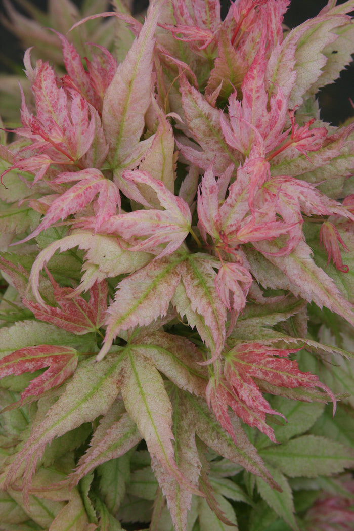 - Acer palmatum 'Japanese Princess' Dwarf Japanese Maple - Mr Maple │ Buy Japanese Maple Trees
