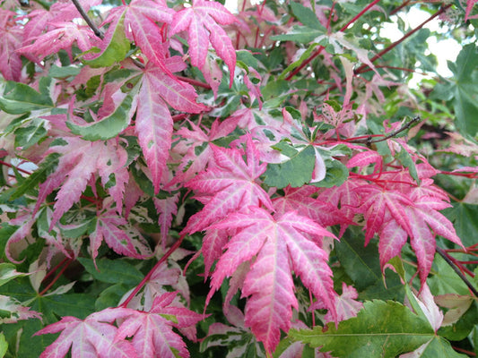 - Acer palmatum 'Oridono nishiki' Pink Variegated Japanese Maple - Mr Maple │ Buy Japanese Maple Trees