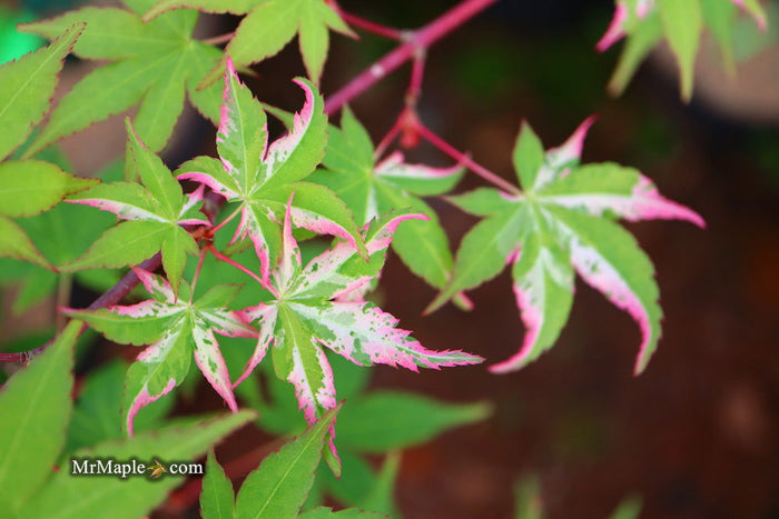 - Acer palmatum 'Oridono nishiki' Pink Variegated Japanese Maple - Mr Maple │ Buy Japanese Maple Trees