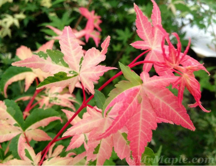 - Acer palmatum 'Oridono nishiki' Pink Variegated Japanese Maple - Mr Maple │ Buy Japanese Maple Trees