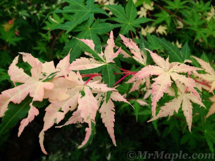 - Acer palmatum 'Oridono nishiki' Pink Variegated Japanese Maple - Mr Maple │ Buy Japanese Maple Trees