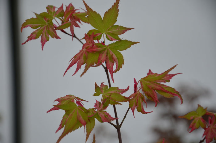 - Acer palmatum 'Oridono nishiki' Pink Variegated Japanese Maple - Mr Maple │ Buy Japanese Maple Trees