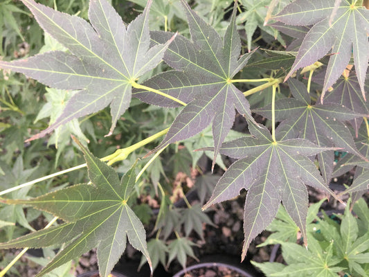 - Acer palmatum 'Sanguineum' Japanese Maple - Mr Maple │ Buy Japanese Maple Trees