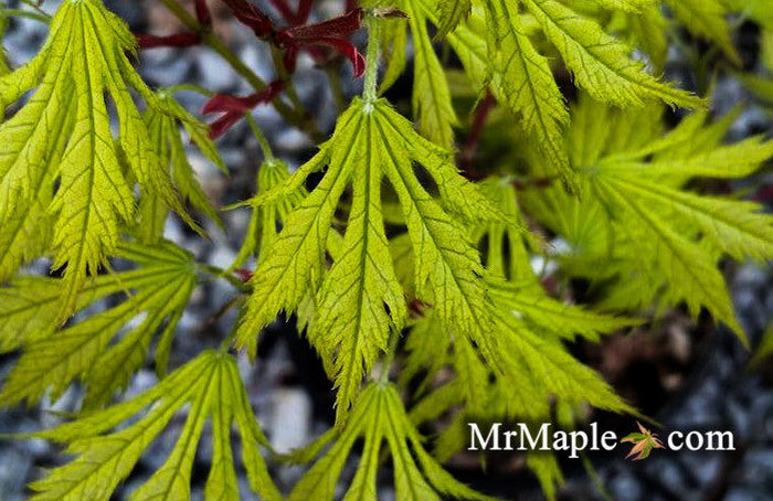 - Acer palmatum 'Sister Ghost' Japanese Maple - Mr Maple │ Buy Japanese Maple Trees
