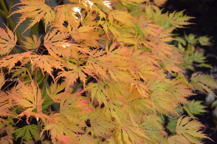 - Acer palmatum 'Sister Ghost' Japanese Maple - Mr Maple │ Buy Japanese Maple Trees
