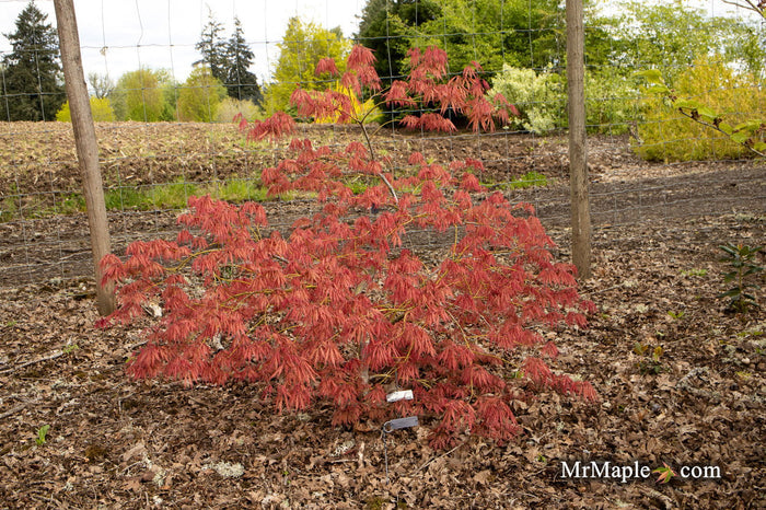 - Acer palmatum 'Sweet Lorraine' Weeping Japanese Maple - Mr Maple │ Buy Japanese Maple Trees