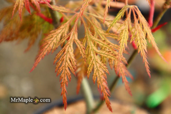 - Acer palmatum 'Sweet Lorraine' Weeping Japanese Maple - Mr Maple │ Buy Japanese Maple Trees