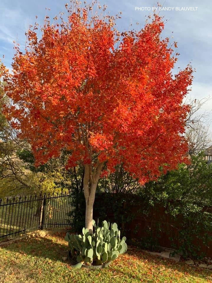 - Acer truncatum 'Fire Dragon' Shantung Maple - Mr Maple │ Buy Japanese Maple Trees