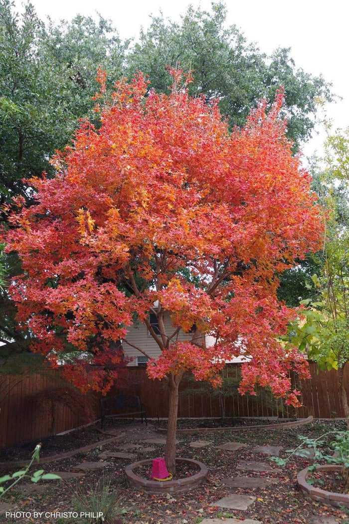 - Acer truncatum 'Fire Dragon' Shantung Maple - Mr Maple │ Buy Japanese Maple Trees