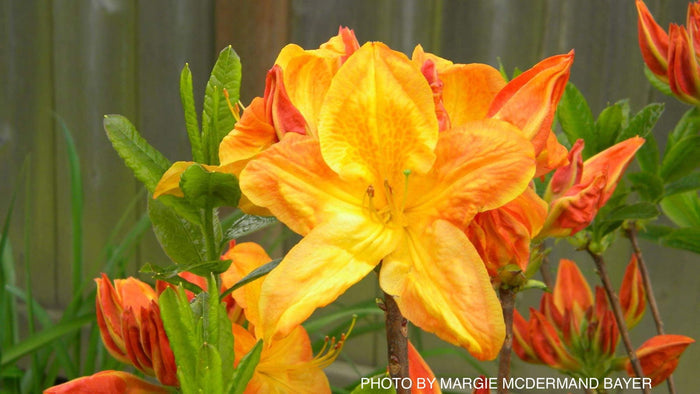 - Azalea 'Arneson Gem’ Yellow Orange Flowers Deciduous Azalea - Mr Maple │ Buy Japanese Maple Trees