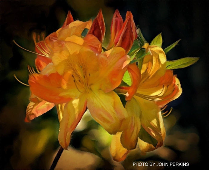 - Azalea 'Arneson Gem’ Yellow Orange Flowers Deciduous Azalea - Mr Maple │ Buy Japanese Maple Trees