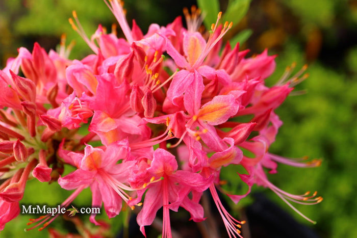 - Azalea 'Magenta Rose Flame’ Pink Native Azalea - Mr Maple │ Buy Japanese Maple Trees