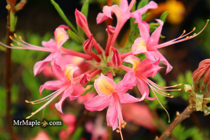 - Azalea 'Magenta Rose Flame’ Pink Native Azalea - Mr Maple │ Buy Japanese Maple Trees