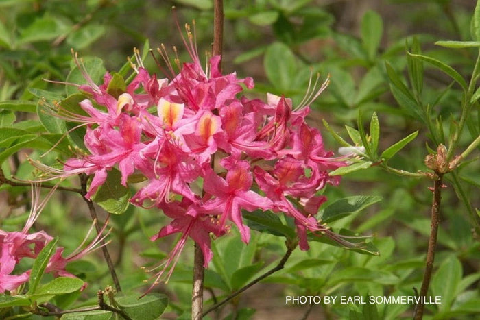 - Azalea 'Magenta Rose Flame’ Pink Native Azalea - Mr Maple │ Buy Japanese Maple Trees