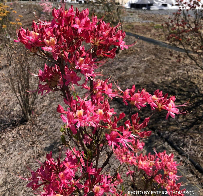 - Azalea 'Magenta Rose Flame’ Pink Native Azalea - Mr Maple │ Buy Japanese Maple Trees
