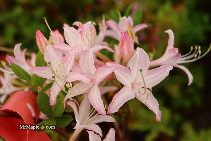 - Azalea 'Marydel’ Pink Native Azalea - Mr Maple │ Buy Japanese Maple Trees