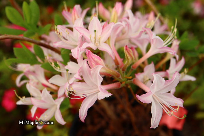 - Azalea 'Marydel’ Pink Native Azalea - Mr Maple │ Buy Japanese Maple Trees