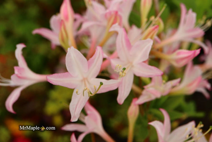 - Azalea 'Marydel’ Pink Native Azalea - Mr Maple │ Buy Japanese Maple Trees