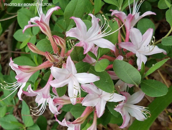 - Azalea 'Marydel’ Pink Native Azalea - Mr Maple │ Buy Japanese Maple Trees
