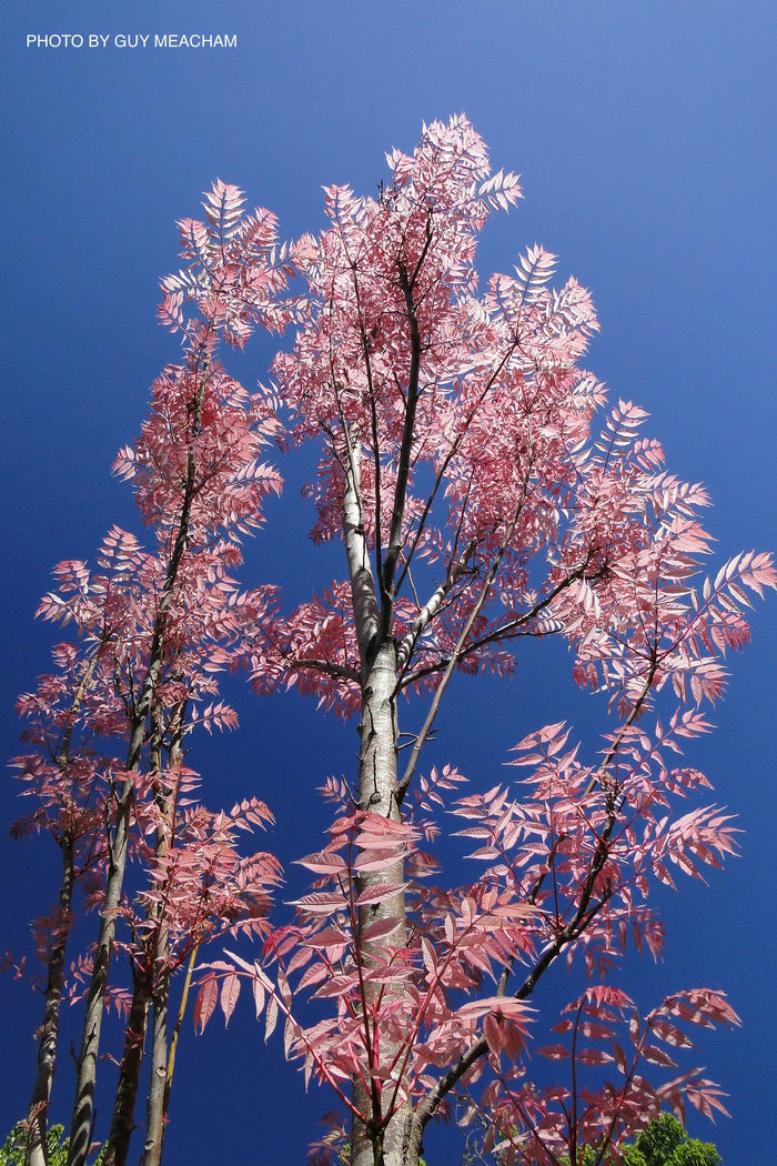 - Cedrela sinensis 'Flamingo' Pink Chinese Mahogany - Mr Maple │ Buy Japanese Maple Trees
