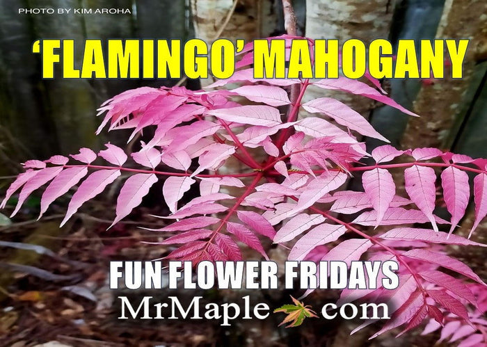 - Cedrela sinensis 'Flamingo' Pink Chinese Mahogany - Mr Maple │ Buy Japanese Maple Trees