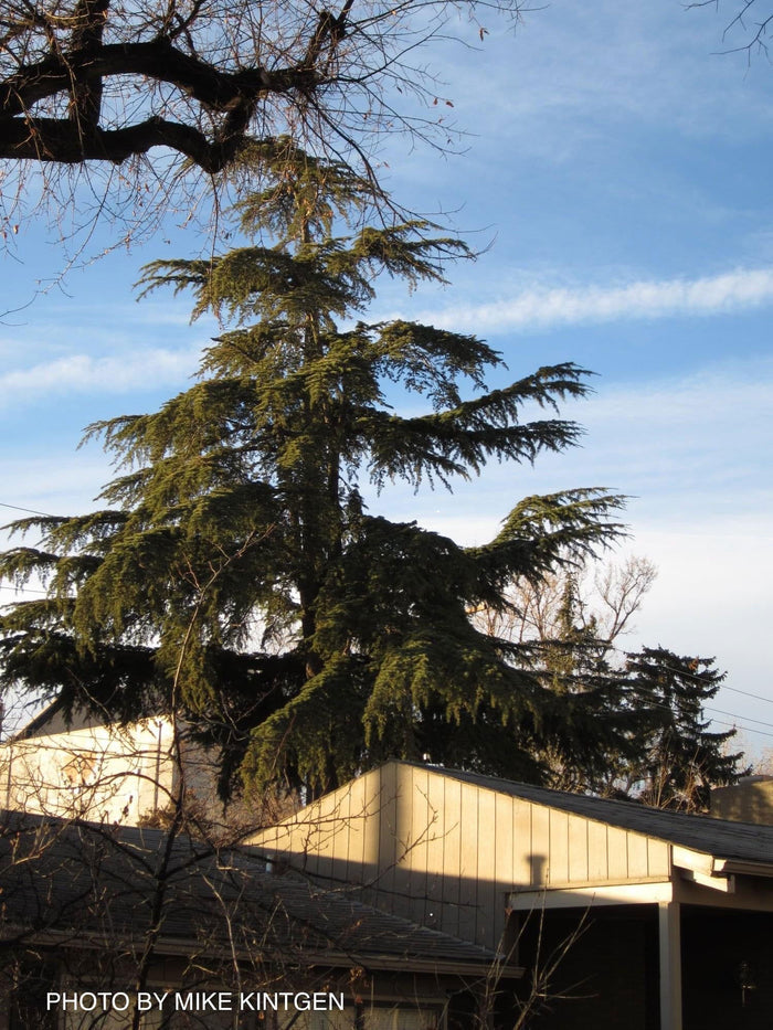 - Cedrus libani ssp. stenocoma Large Lebanon Cedar - Mr Maple │ Buy Japanese Maple Trees