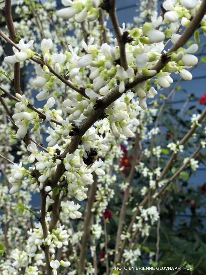 - Cercis chinensis 'Alba' White Blooming Redbud Tree - Mr Maple │ Buy Japanese Maple Trees