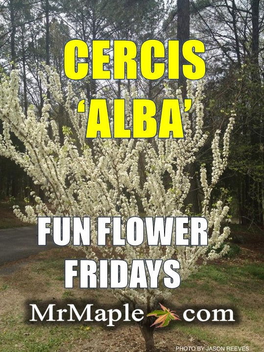 - Cercis chinensis 'Alba' White Blooming Redbud Tree - Mr Maple │ Buy Japanese Maple Trees
