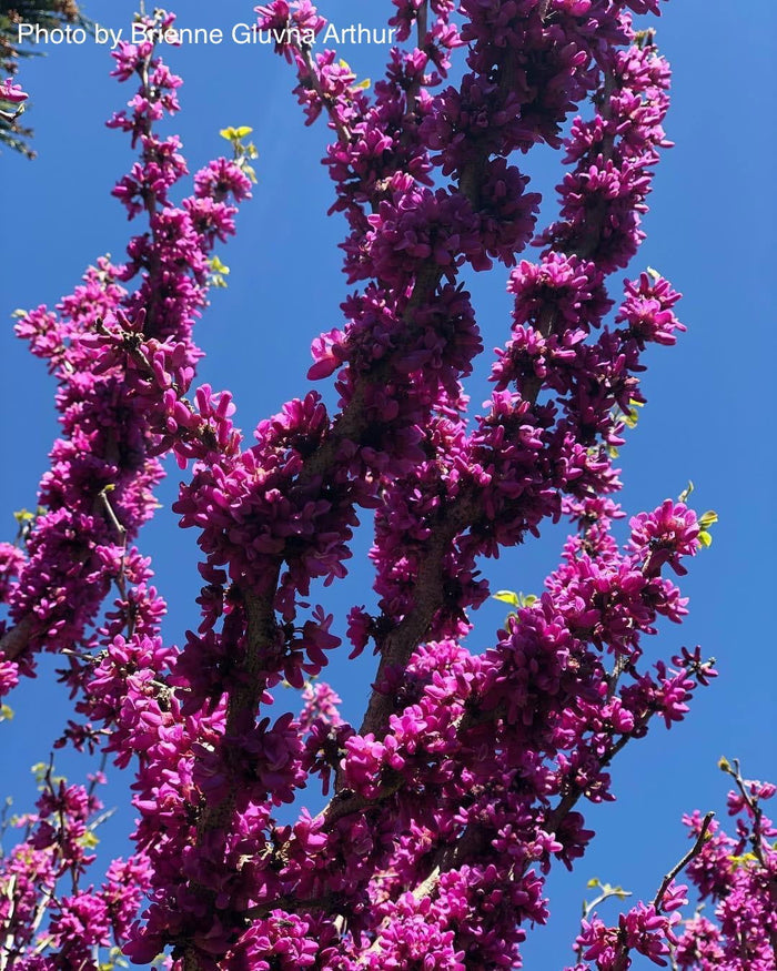 - Cercis chinensis 'Don Egolf' Heavy Blooming Redbud Tree - Mr Maple │ Buy Japanese Maple Trees