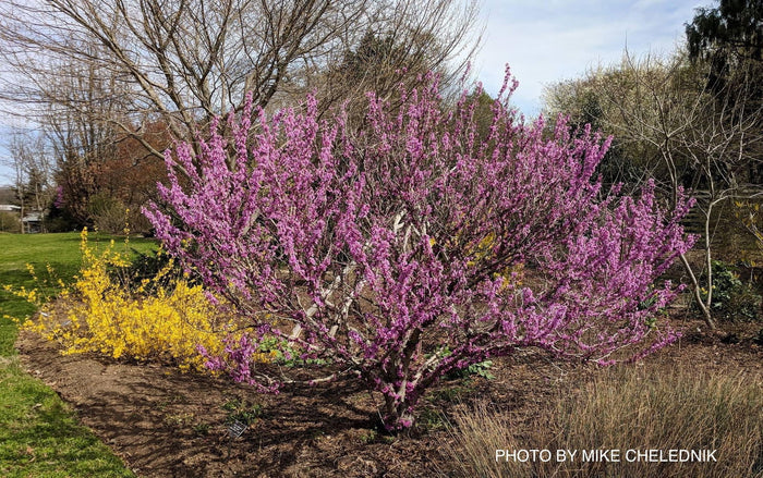 - Cercis chinensis 'Don Egolf' Heavy Blooming Redbud Tree - Mr Maple │ Buy Japanese Maple Trees