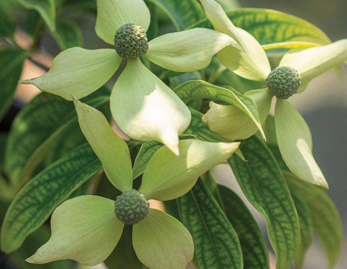 - Cornus elliptica 'NCCE1' Lucky Leprechaun® Chinese Evergreen Dogwood - Mr Maple │ Buy Japanese Maple Trees